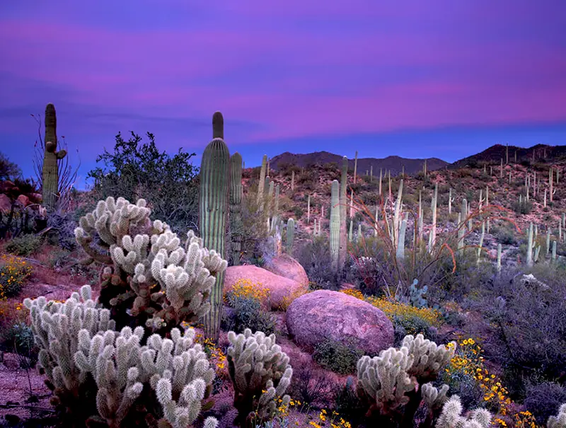 Scottsdale desert
